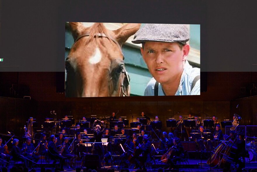 Seated audience watching the movie Phar Lap, a young Tom Burlinson with a chestnut horse.