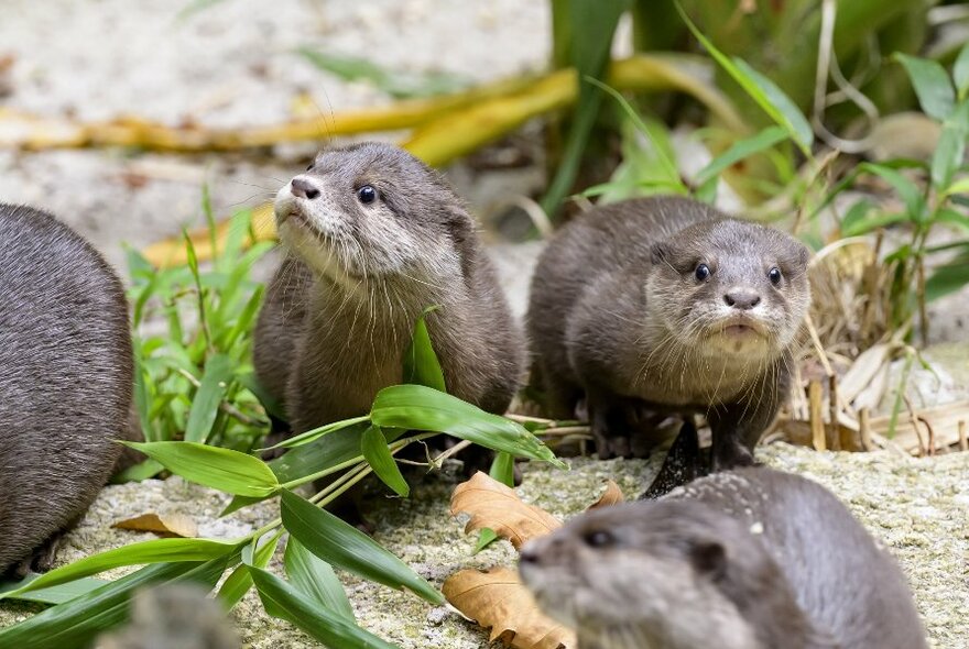 Four otters in the enclosure at Melbourne Zoo.