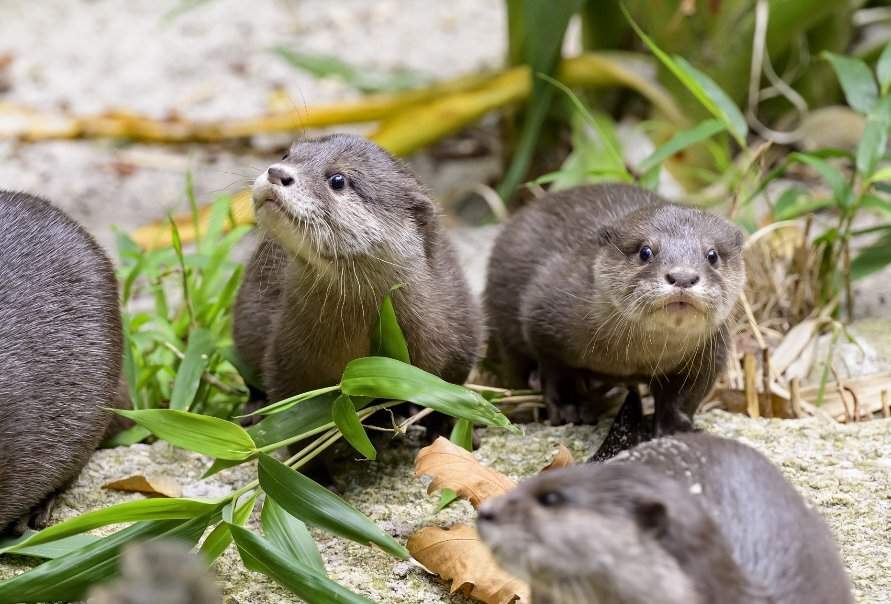 Four otters in the enclosure at Melbourne Zoo.