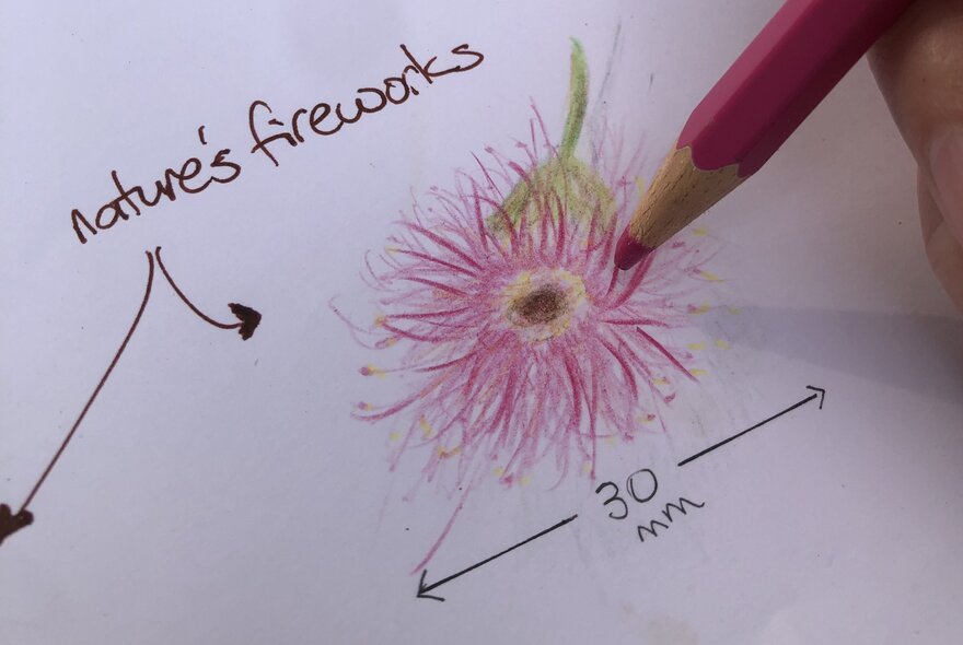 A coloured pencil botanical drawing of an Australian native flower, labelled "nature's fireworks" with a measurement scale of 30mm.