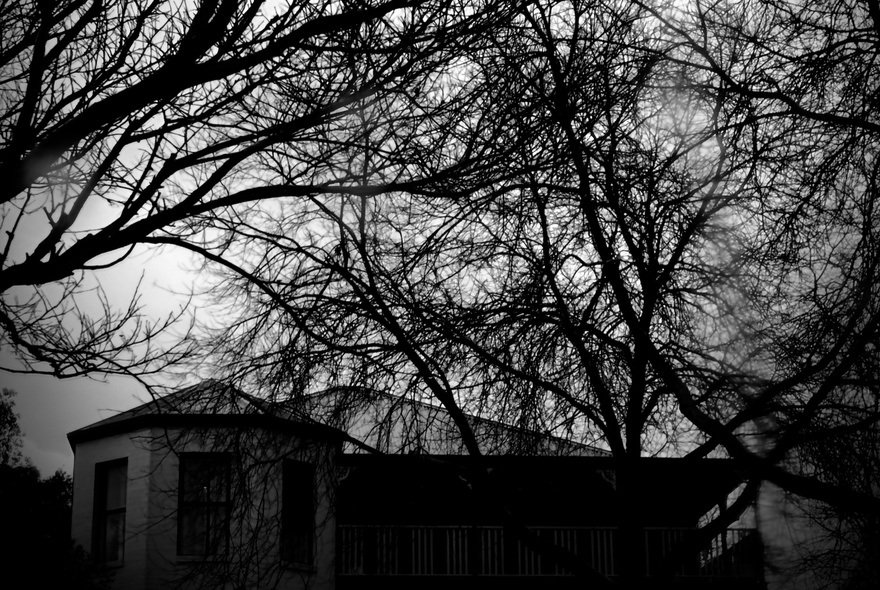 A monochrome image of a winter's day with bare trees and a house just visible in the background. 