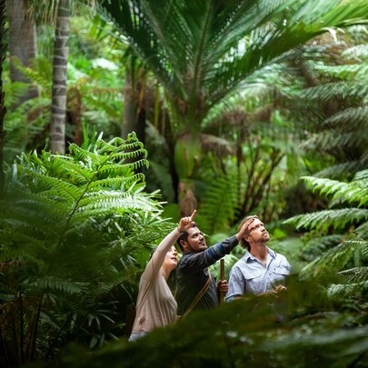 People looking up at the trees on a guided walk in the Royal Botanic Gardens.