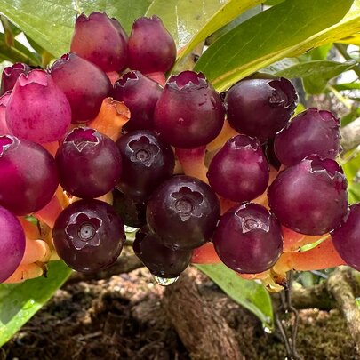 The Tantalising Tropical Blueberry