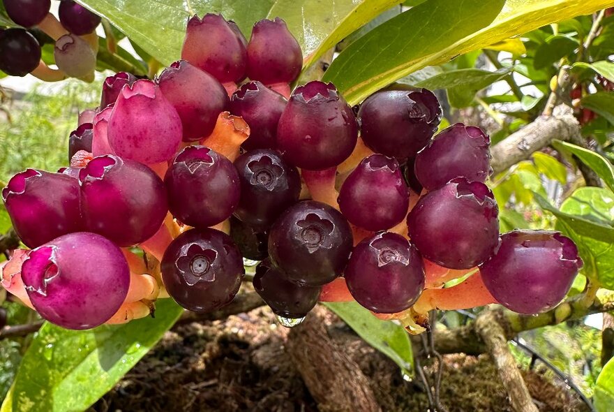 A fruiting tropical blueberry plant, with round purple berries.