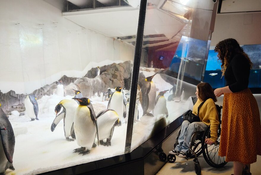 Two friends are looking at penguins in an aquarium. One is in a wheelchair the other is standing.