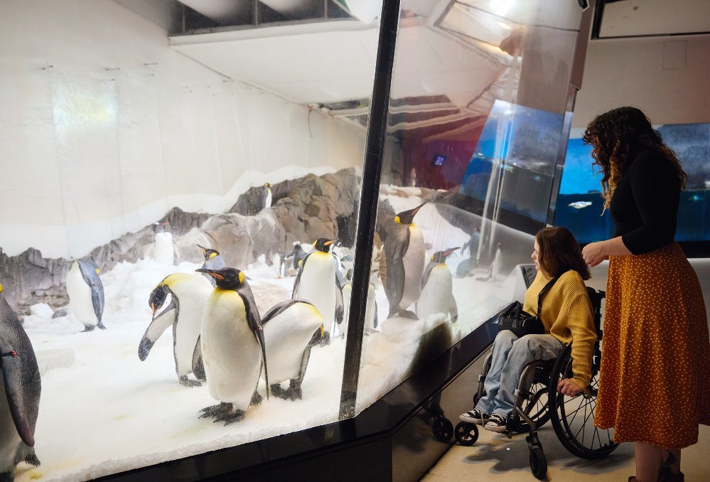 Two friends are looking at penguins in an aquarium. One is in a wheelchair the other is standing.