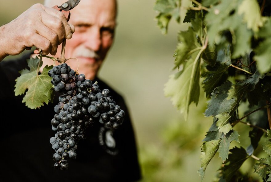 A person holding up a bunch of dark black grapes just cut from the vine, outdoors.