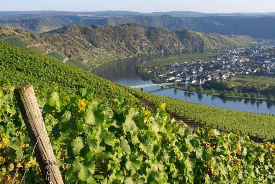 A vine-covered hill in Germany, with more hills, a river and a town in the distance.