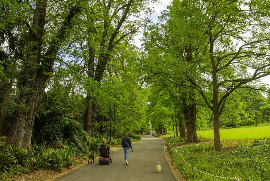 Two people are walking their dogs in a park one person is on a mobility scooter