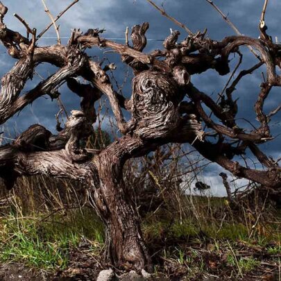 Secret Cellar Dinner: Shiraz-sational Barossa