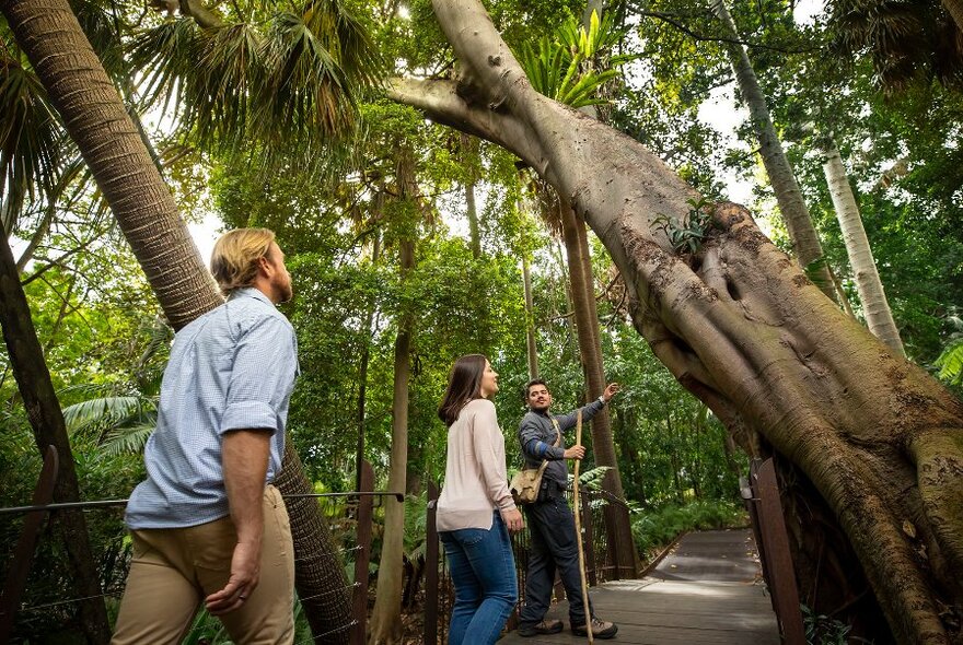 People looking up at the trees on a guided walk in the Royal Botanic Gardens.