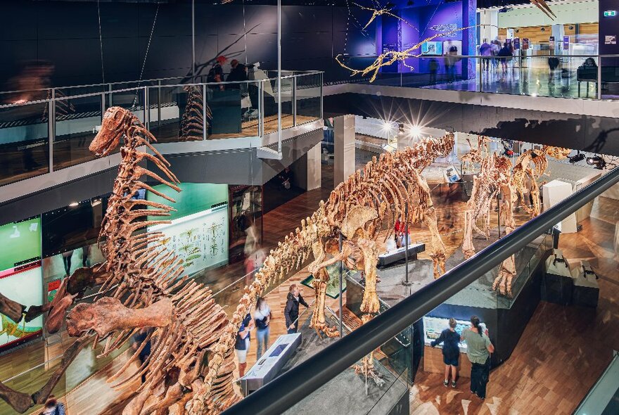 Fossilised dinosaur skeletons on display at the Melbourne Museum.