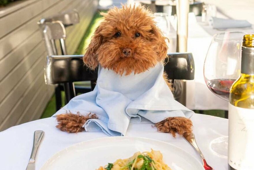 A dog sitting at a table