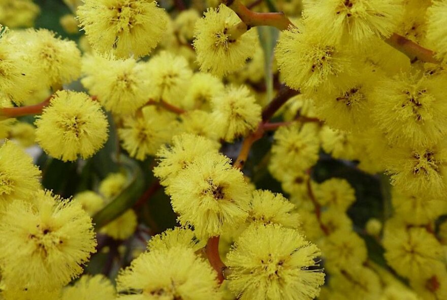 Close-up of yellow wattle in flower.