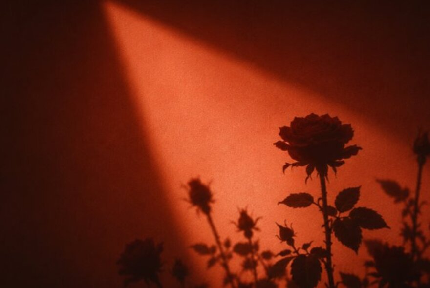 A shaft of light coming from above adn casting a shadow of roses against a deep orange wall. 