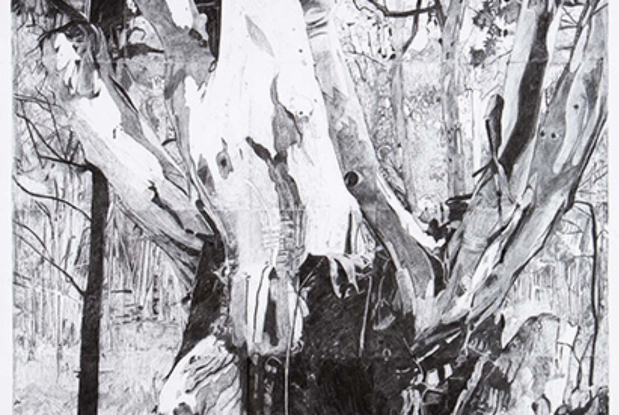 A charcoal drawing of a river red gum from First Nations artist, Brian Martin.