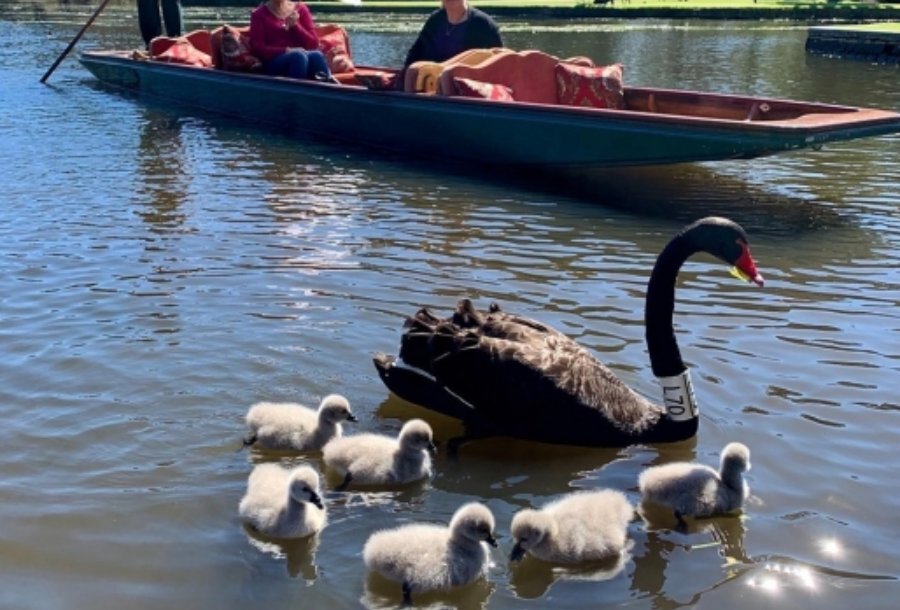 Swans and cygnets on Ornamental Lake with people watching from a gondola