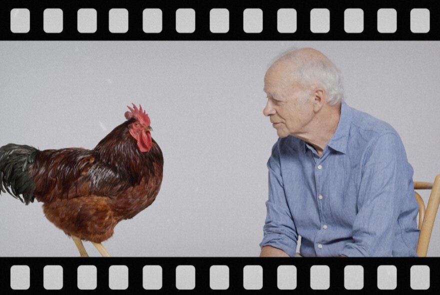 A man seated looking at a brown hen.