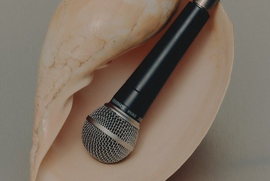 A microphone resting inside a large shell.