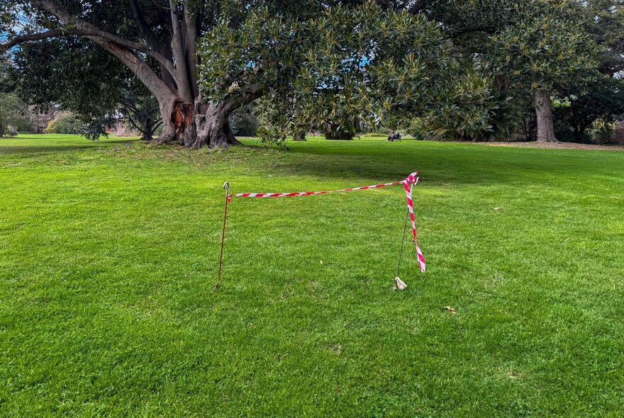 Striped strip of barrier tape tied between two posts on a lawn in front of a tree.