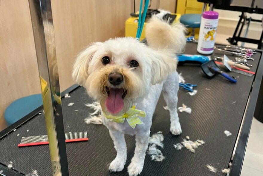 A small dog standing with its tongue out, having just been groomed.