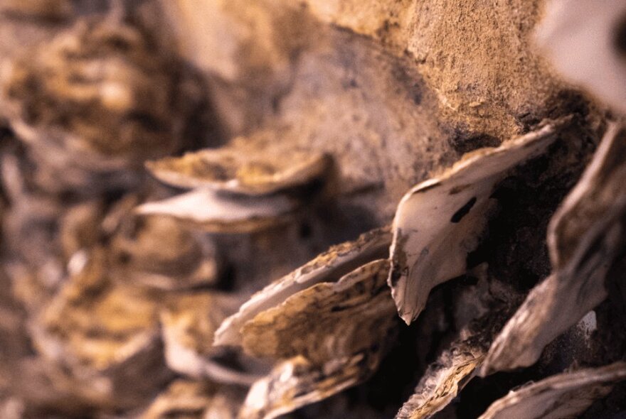 Detail of oyster shells embedded in clay.