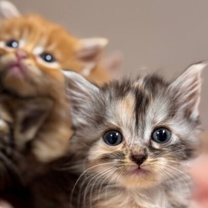 Cat and Kitten Adoption Day