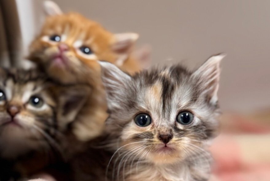 A group of three small kittens, one looking directly ahead and two others looking upwards. 