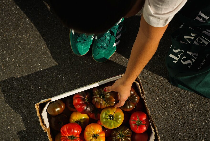 A hand streching down to a basket of heirloom tomatoes. 