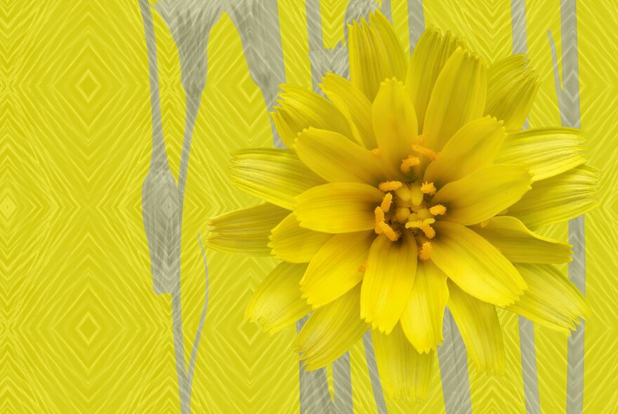 Artwork featuring a bright yellow flower against a patterned background.