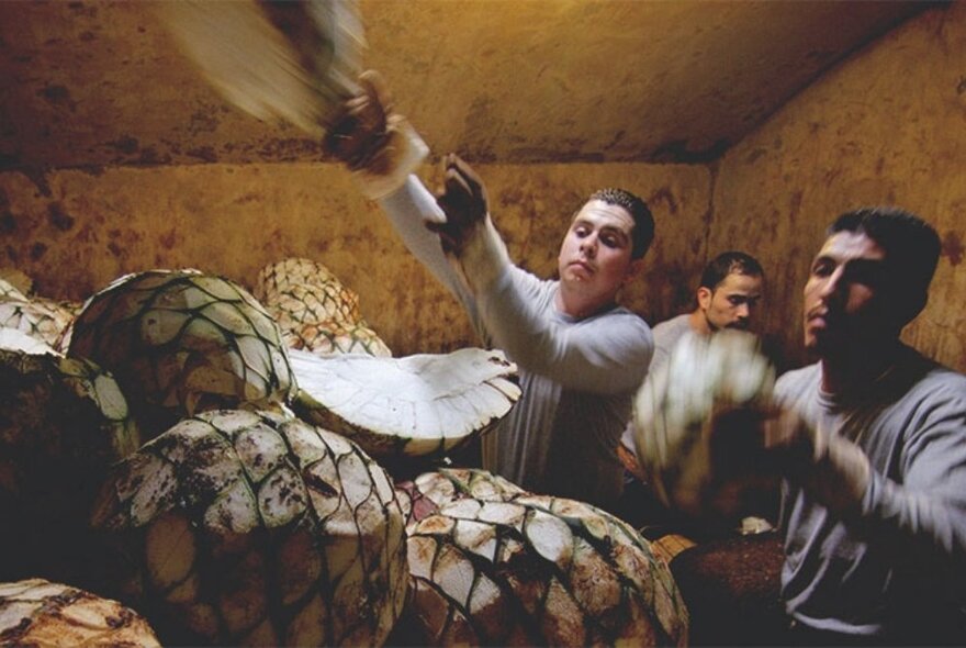 Mexican men with a large crop of agave plants in a small closed room.