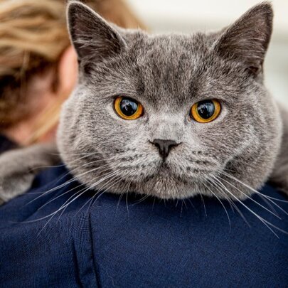 A British Shorthair cat, with a round face and plush grey fur, resting on the shoulder of a person who has their back to the camera.