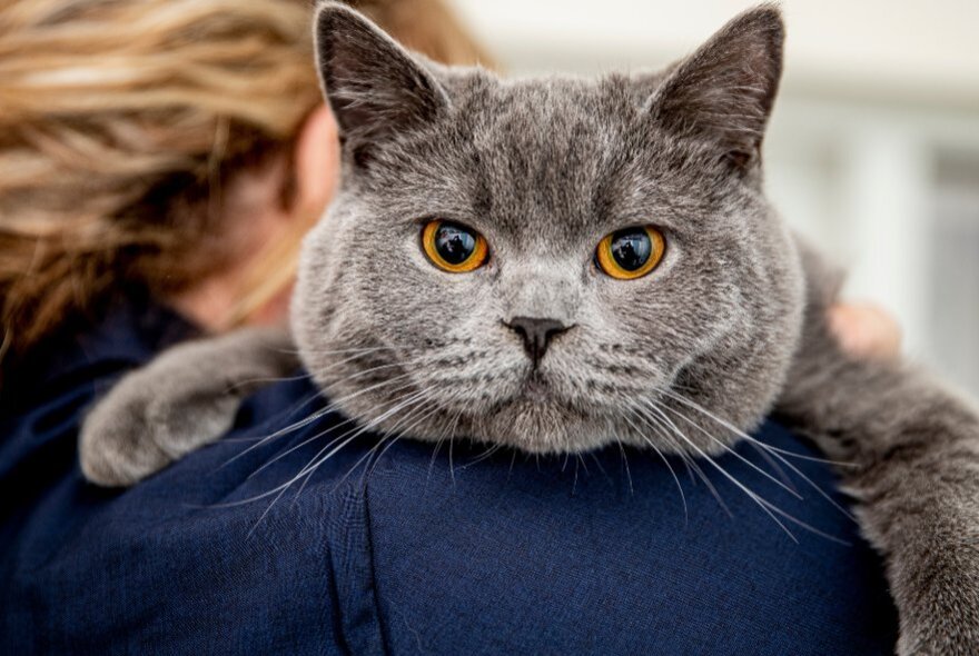 A British Shorthair cat, with a round face and plush grey fur, resting on the shoulder of a person who has their back to the camera.