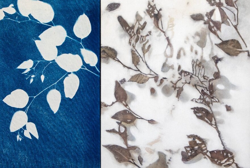 Sun prints of leaves against a white and blue background.