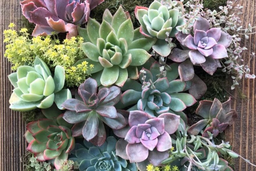 Succulents growing out of a wooden frame hanging on a fence.