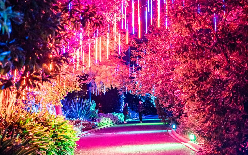 People walking down a garden path at night with the trees lit up pink by hanging neon lights.