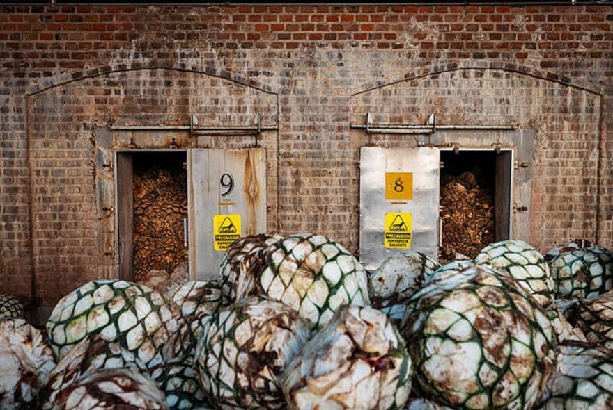 A stack of agave plants massed in front of old brick cellars with metal doors.