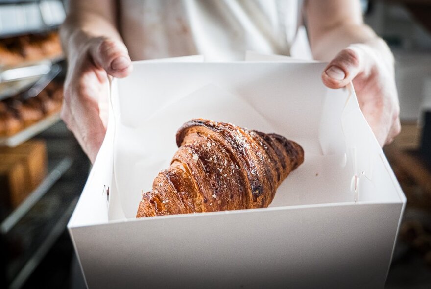 Close up of a perfect croissant in a white cardboard box, being held by a man in a white t-shirt.