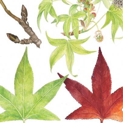  Significant Trees Exhibition 