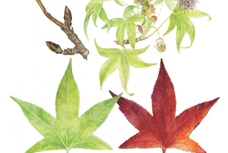 Watercolour of a green leaf and a golden red leaf, a twig and other foliage.