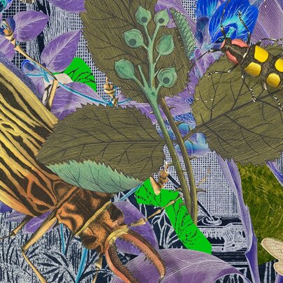 Zine artwork of native flora and insects.