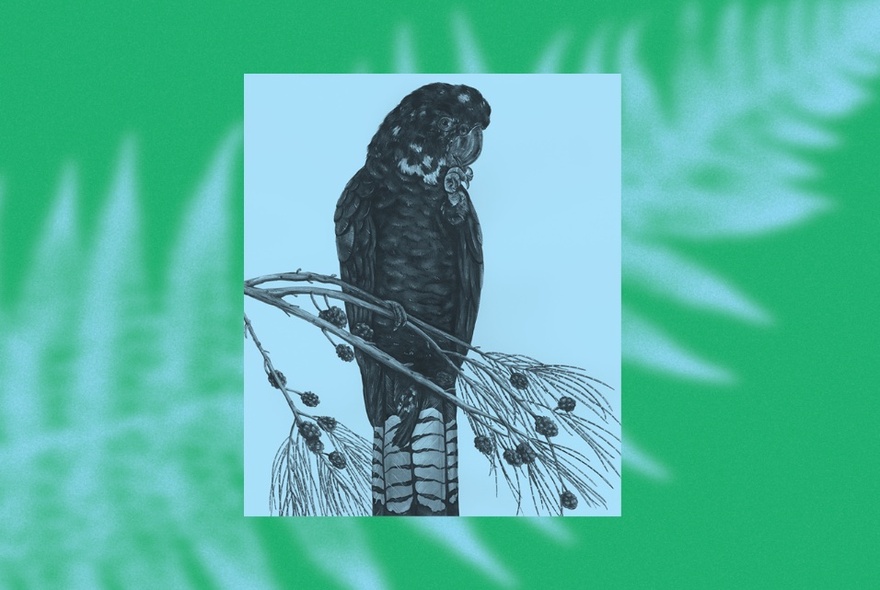 A monochrome inset image of a black cockatoo with a green fern image behind. 