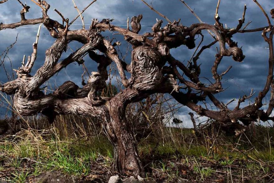 A close up of a gnarled-looking, bare grape vine in winter, with dark stormy clouds behind.