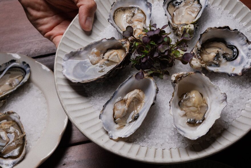 Looking down on a plate of six oysters balanced in rock salt. 