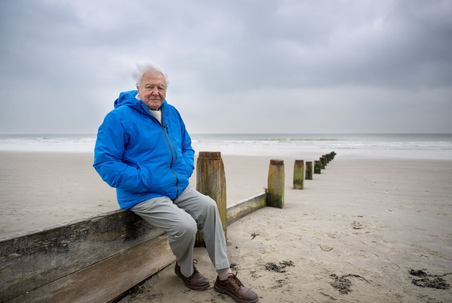 Sir David Attenborough wearing a blue down jacket sitting on an old wooden pylon on a deserted beach on a cloudy day.