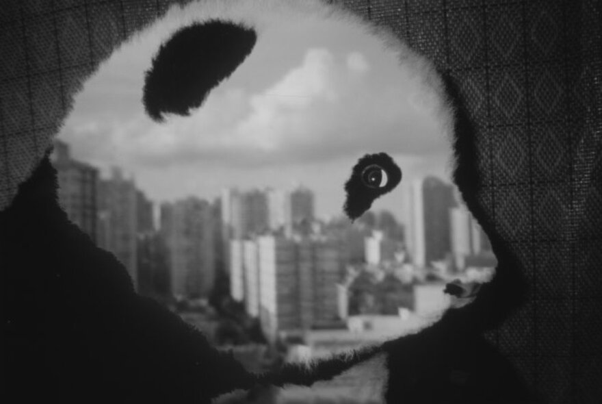 A black and white image of a panda with a cityscape superimposed over the side of the panda's head.