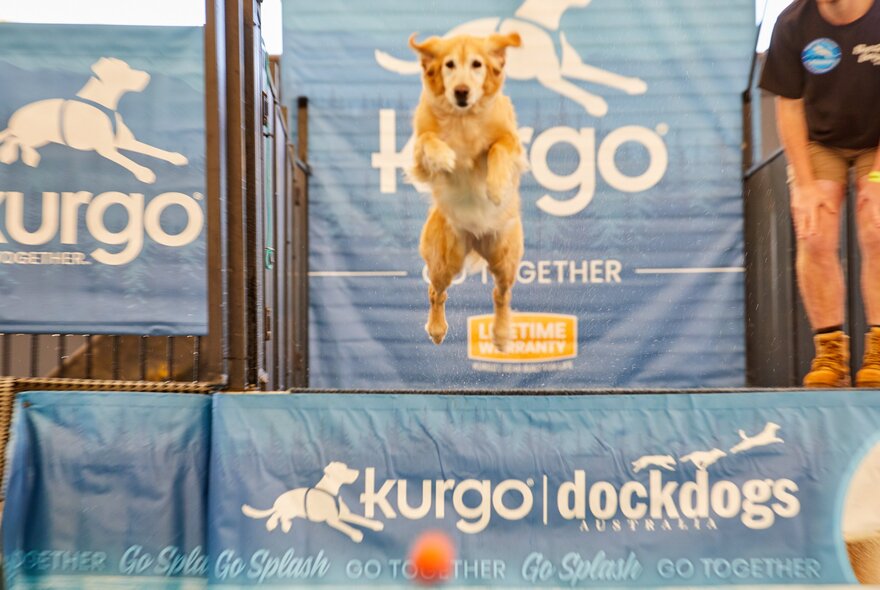 A dog leaping in the air after a red ball at an expo. 