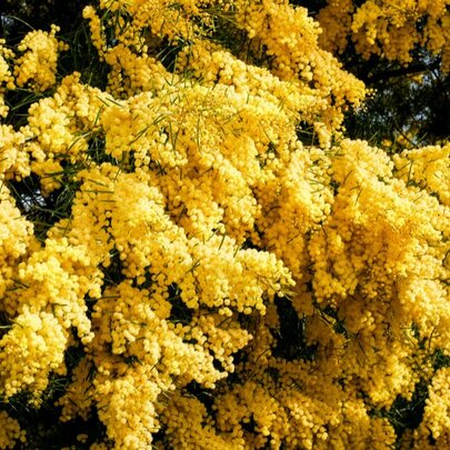 A glorious display of flowering wattle trees with bright yellow blooms.