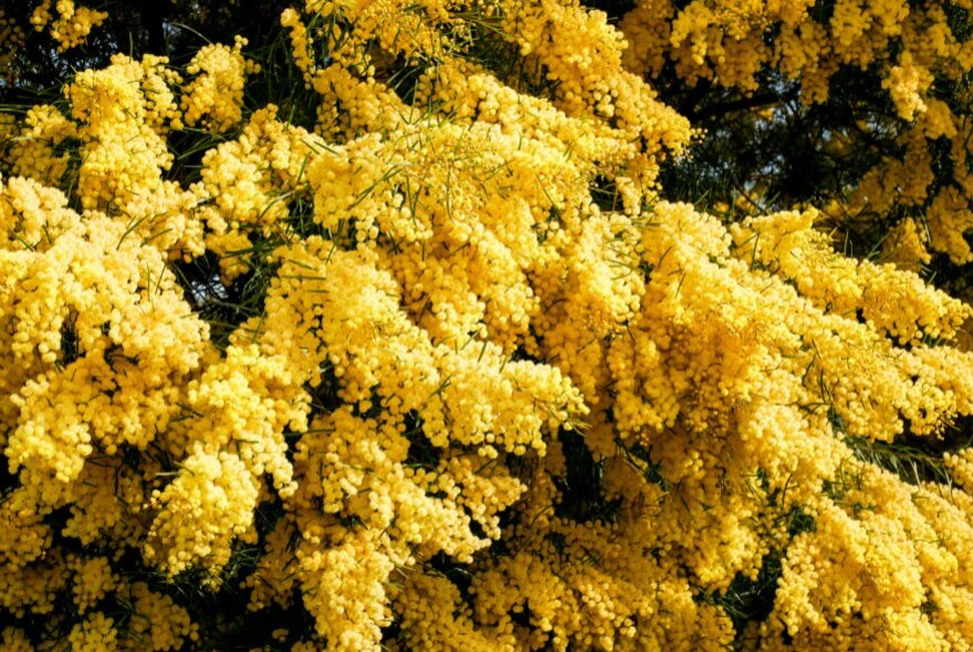 A glorious display of flowering wattle trees with bright yellow blooms.