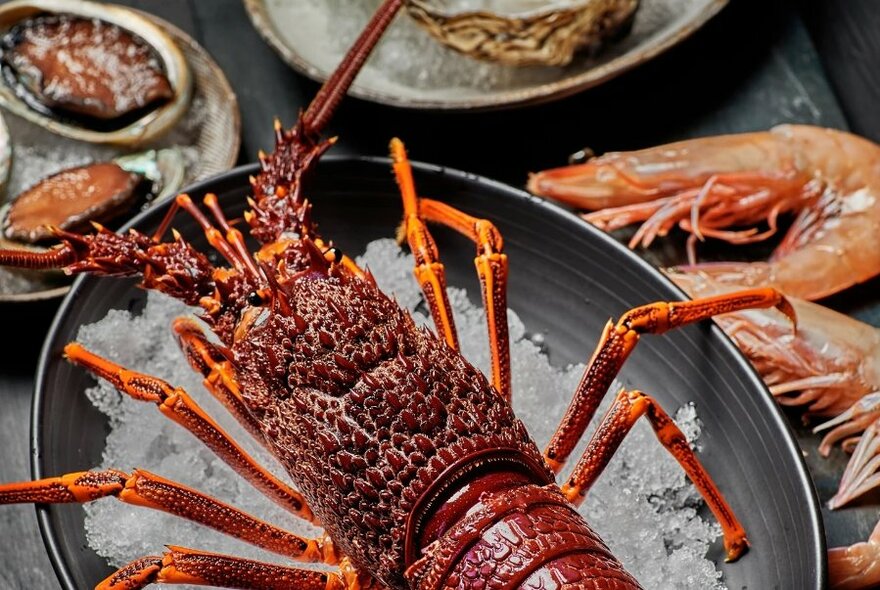 Lobster resting on a plate of ice, with fresh prawns visible to the side.